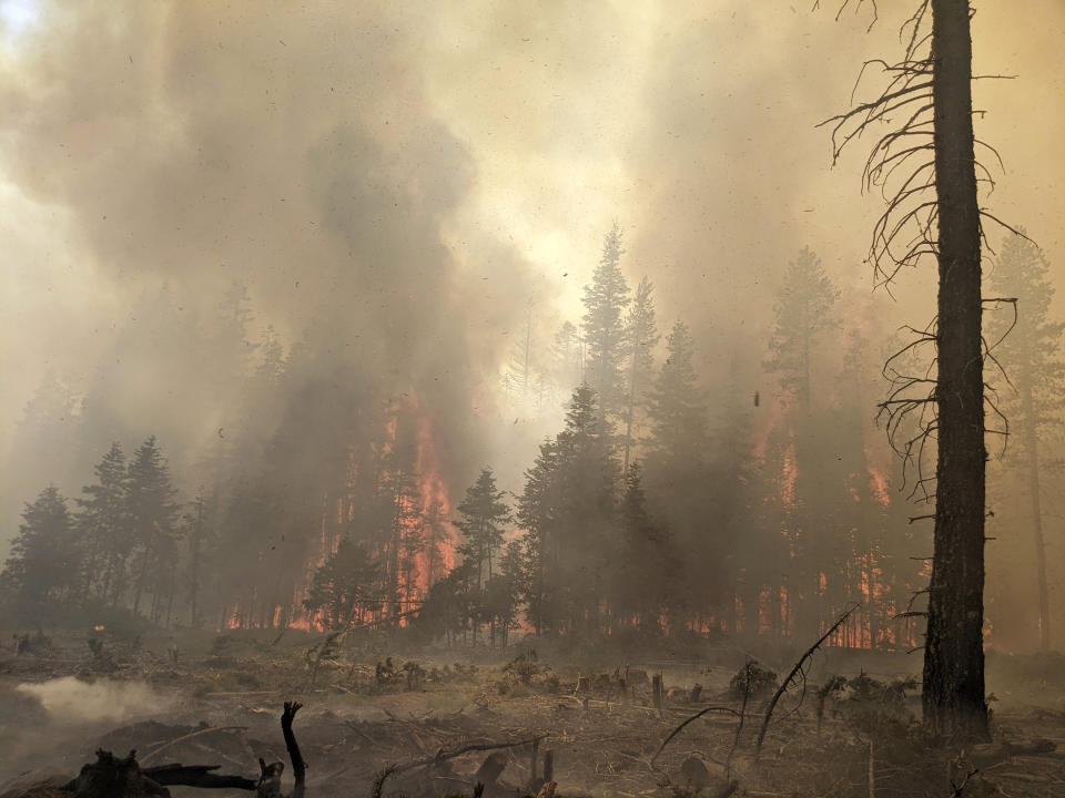 In this photo provided by the Bootleg Fire Incident Command, trees burn at the Bootleg Fire in southern Oregon, Sunday, July 25, 2021. Firefighters reported progress against the nation's largest wildfire, the Bootleg Fire in southern Oregon, containing 46% of the blaze that had consumed nearly 640 square miles (1,657 square kilometers). More than 2,200 firefighters battled the blaze, focusing Sunday on constructing containment lines at the north and eastern edges in dense timber. Crews could get a break from rain and higher humidity predicted for this week, said Marcus Kauffman, spokesman for the Oregon Department of Forestry. (Bootleg Fire Incident Command via AP)