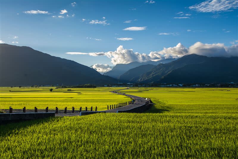 池上黃金稻浪是旅人不可錯過的療癒美景（圖／日暉國際渡假村提供）