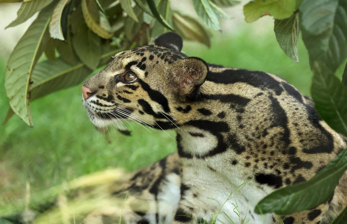 A clouded leopard at the Fort Worth Zoo on Tuesday, June 20, 2022. The Fort Worth’s new exhibit Predators of Asia & Africa opened on June 22, marking the finalization of the third phase of a $130 million four-stage expansion. Amanda McCoy/amccoy@star-telegram.com