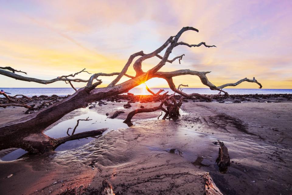 driftwood sunrise