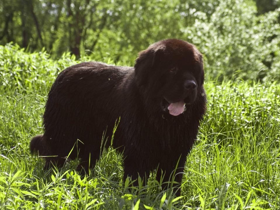 newfoundland dog