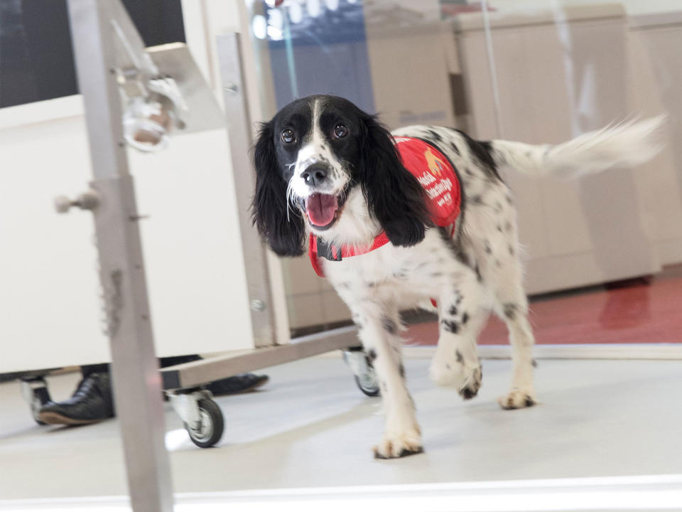 Sniffer dogs able to detect malaria in people by smelling socks, study finds