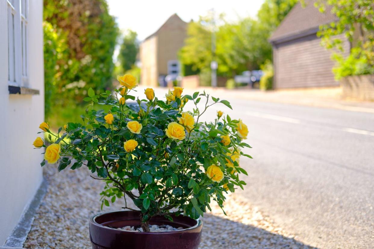 container gardening ideas