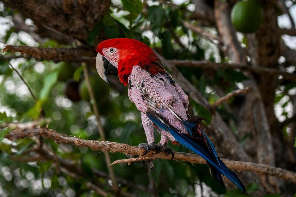 The parrot called the police when it picked up its owners phone with its beak: AFP/Getty Images