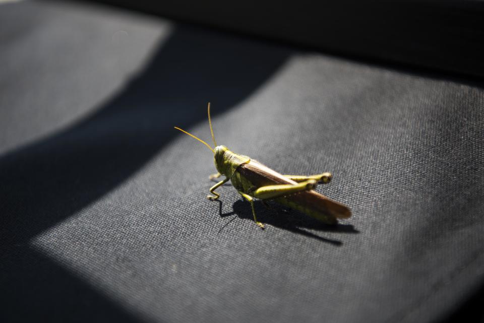 An insect sits on a chair at the Listen to America event.