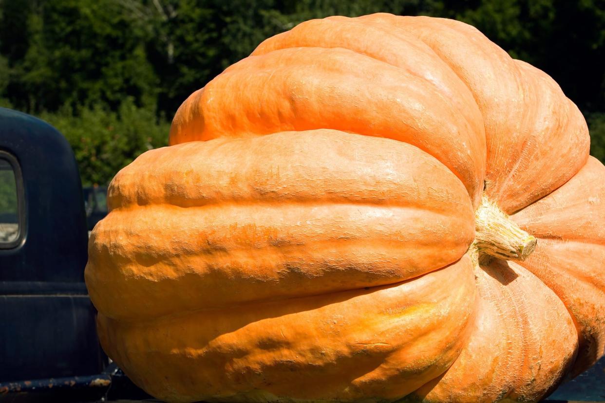 A huge pumpkin