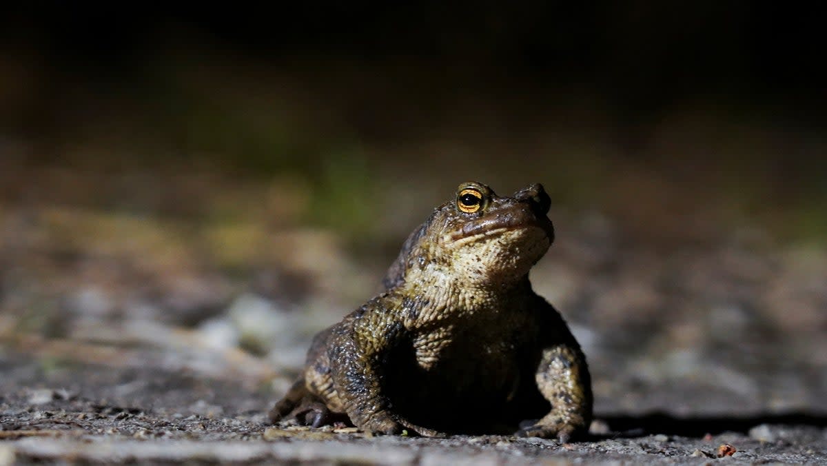 Amphibian charity Froglife says there has been a steady increase in low numbers of frogs reported by the public over the past few years (REUTERS)