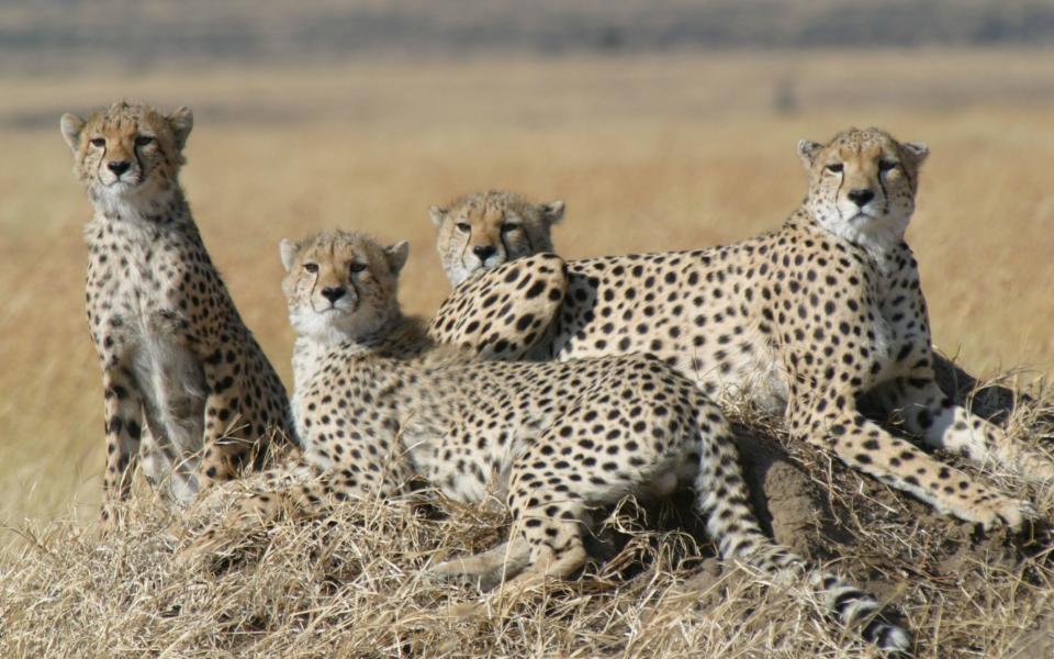 In 2016, there were only 7,000 cheetahs left on the planet - Credit: PA