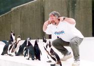 Bill Oddie With Penguins For Charity Animal Appeal - 1994, Bill Oddie (Photo by Brian Rasic/Getty Images)