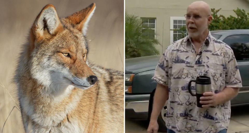 Ben Pool fought off a wild coyote which attacked him with his coffee thermos. Source: File/Getty Images, WESH 2