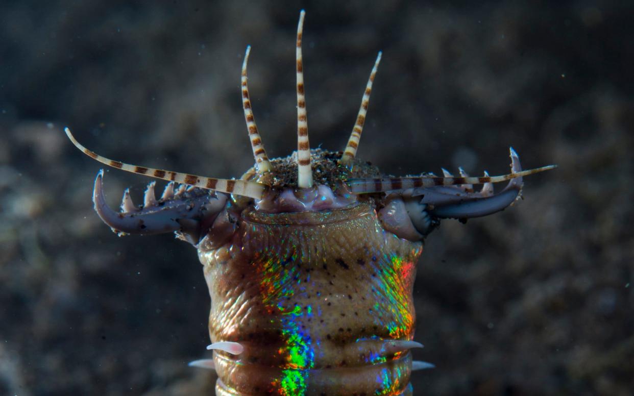 A metre-long bobbit worm, living in a mucus-lined underwater burrow in Lembai, Indonesia - WARNING: Use of this copyright image is subject to the terms of use of BBC Pictures' Digital Picture Service (BBC Pictures) as set out at www.bbcpictures.co.uk. In particular, this image may only be published by a registered User of BBC Pictures for editorial use for the purpose of publicising the relevant BBC programme, personnel or activity during the Publicity Period which ends three review weeks following the date of transmission and provided the BBC and the copyright holder in the caption are credited. For any other purpose whatsoever, including advertising and commercial, prior written approval from the copyright holder will be required.