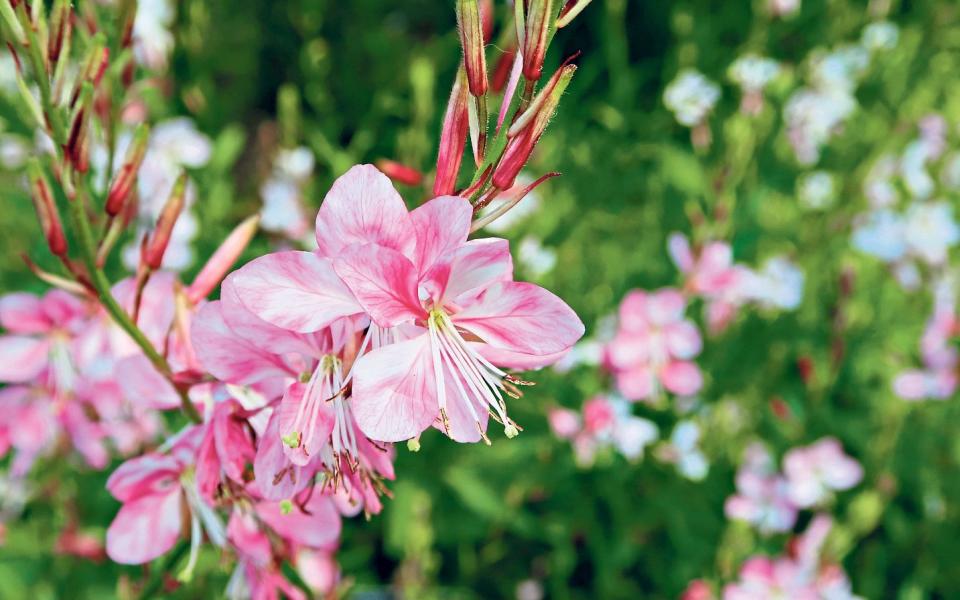 Gaura 'Rosy Jane' - Plant Heritage