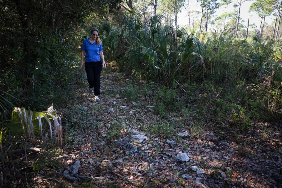 Jennifer Tisthammer, directora de Deering Estate, camina por Miami Rock Ridge, una acumulación de roca caliza sobre la que se asienta la finca. Es el lugar donde se encontraron antiguos artefactos de los tequesta, los primeros pobladores del sur de la Florida, atraídos por el terreno elevado de lo que hoy es Palmetto Bay.