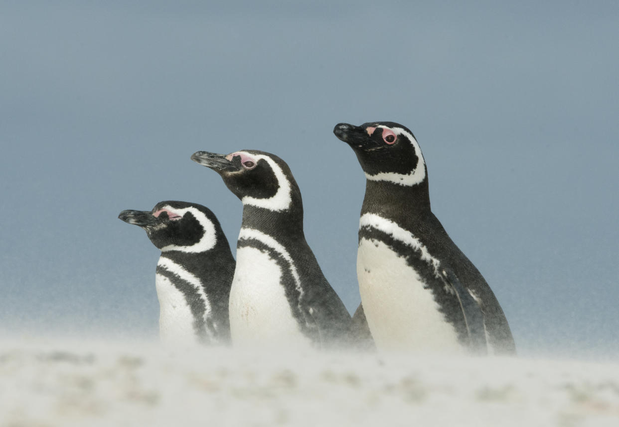 Magellanic Penguins (Spheniscus magellanicus) Pebble Island, Falkland Islands