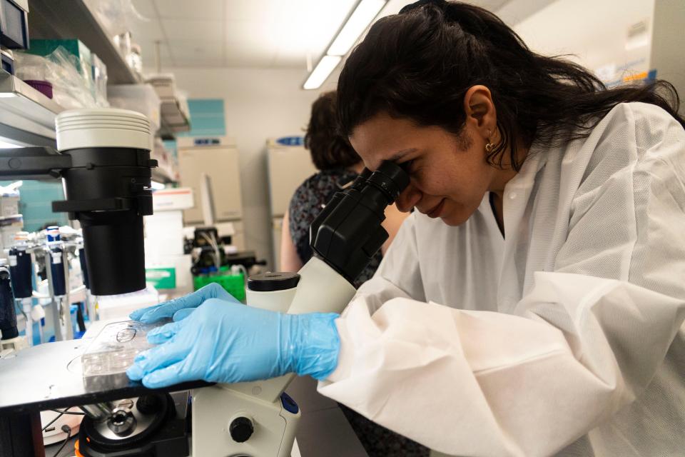 Senior Scientist Neda Ghosifam looks at the newly separated cells through a microscope at the lab on Austin Community College Highland campus, Casey McPherson's Everlum Bio is based at ACC's bioscience incubator, which houses startups.