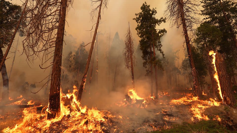 The Oak Fire burns through trees on July 24, 2022, near Jerseydale, California. If you're trapped outdoors in a fire, try to find downhill escape routes. - Justin Sullivan/Getty Images