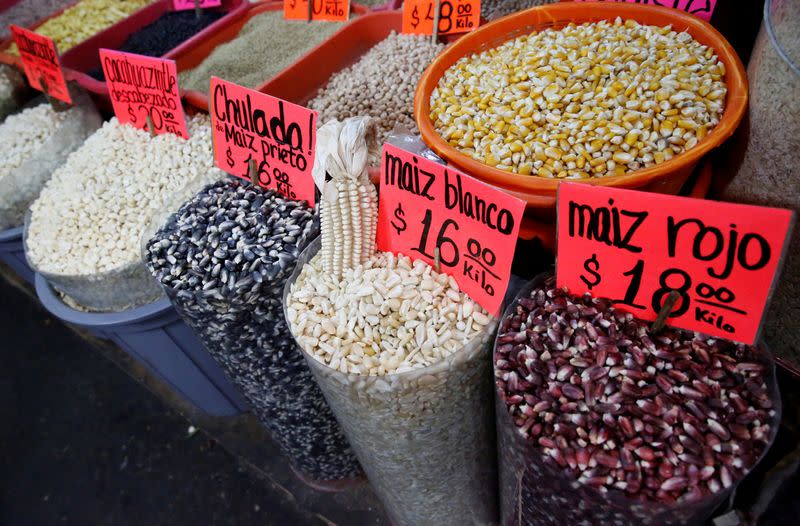 FILE PHOTO: EXCLUSIVE-Mexican official says US refuses to cooperate on GM corn studies