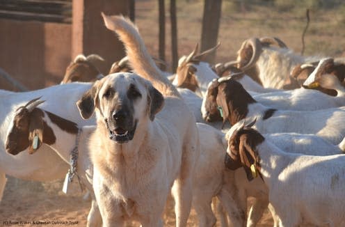 <span class="caption">An Anatolian Shepherd Dog protecting goats in South Africa.</span> <span class="attribution"><span class="source">Rosie Wilkes/Cheetah Outreach Trust</span>, <span class="license">Author provided</span></span>