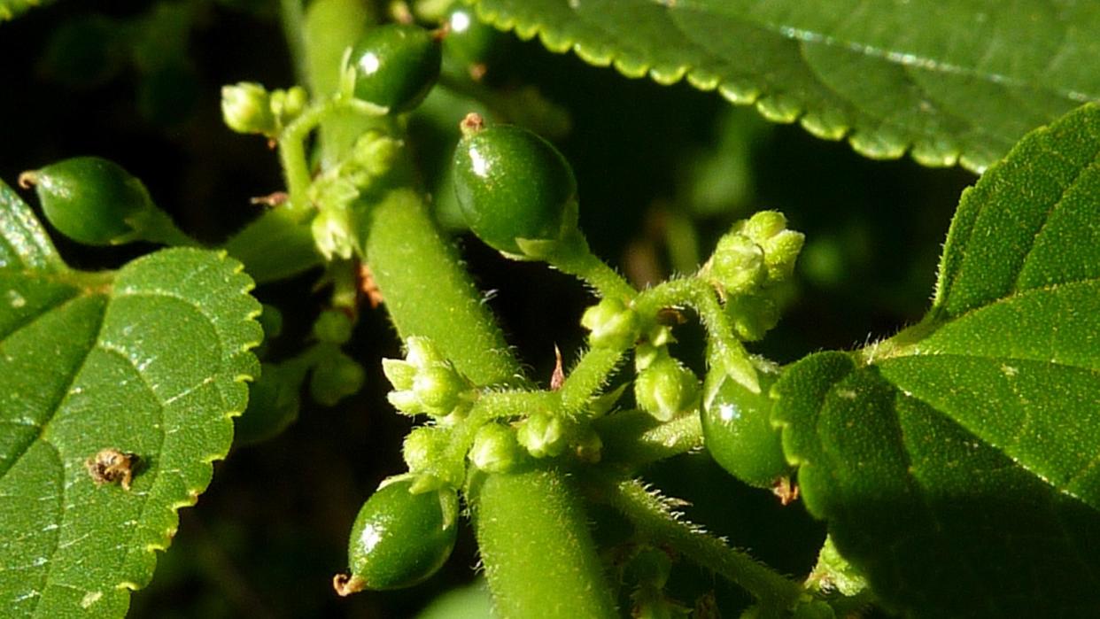 Close-up photograph of the green flower buds and leaves of Trema micranthum