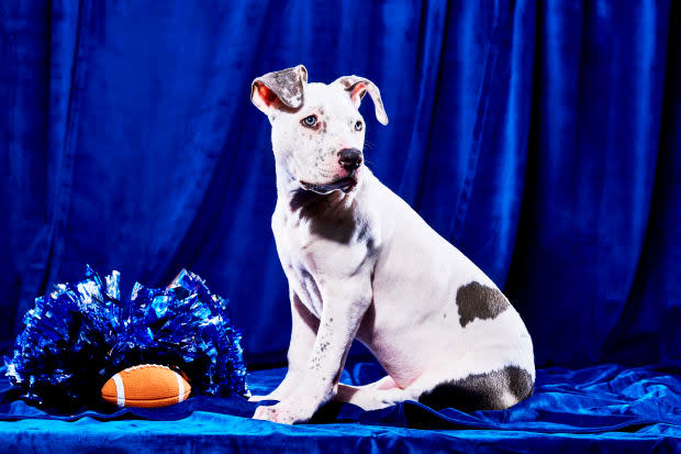 Blizzard of the 2023 Puppy Bowl<p>Animal Planet</p>