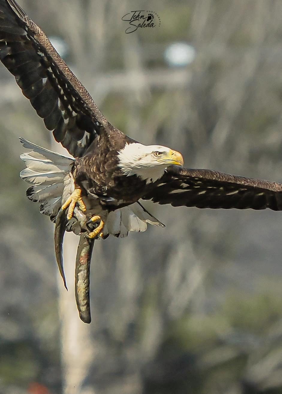Local photographer John Saleda has been gaining attention in Exeter for his action shots of the eagles that live along the river by Swasey Parkway.