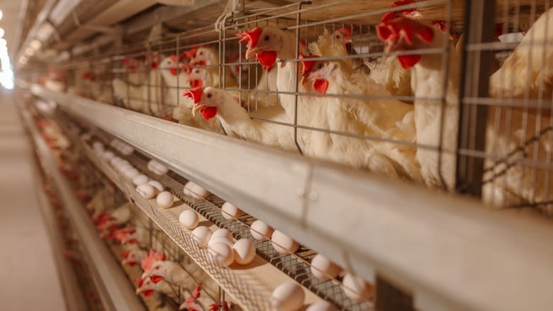 Chicken egg farm