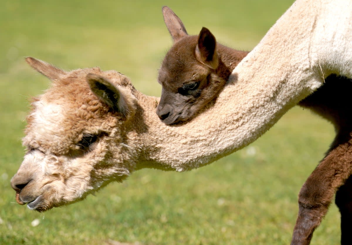 Newborn alpaca Sir Steveo, who has been named after one of his keepers, ventures outside in the Pets Farm area of Blair Drummond Safari Park near Stirling (PA)