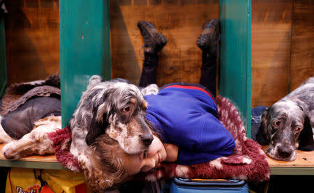 Katie McCloughlin lies with Topsy, her English Setter, during the third day of the Crufts Dog Show in Birmingham, Britain. REUTERS/Darren Staples