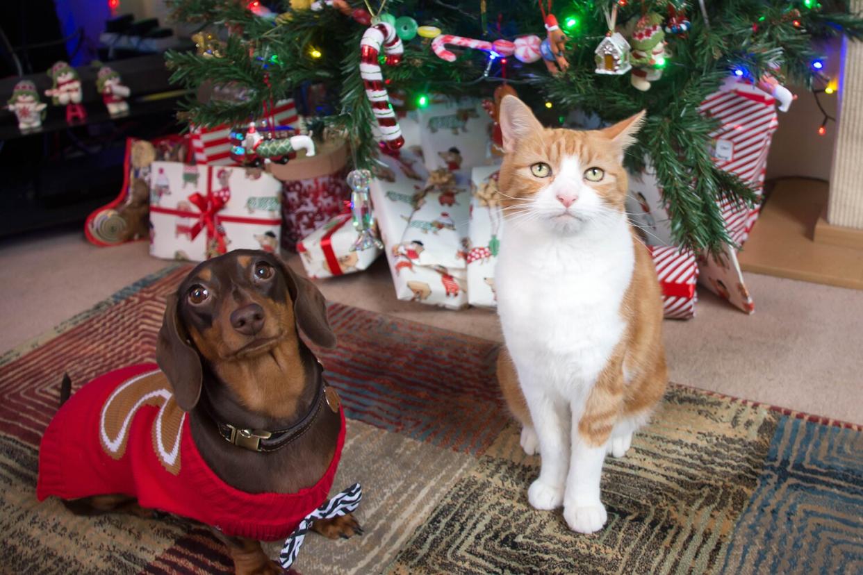 Cat and dog posing in front of a Christmas tree