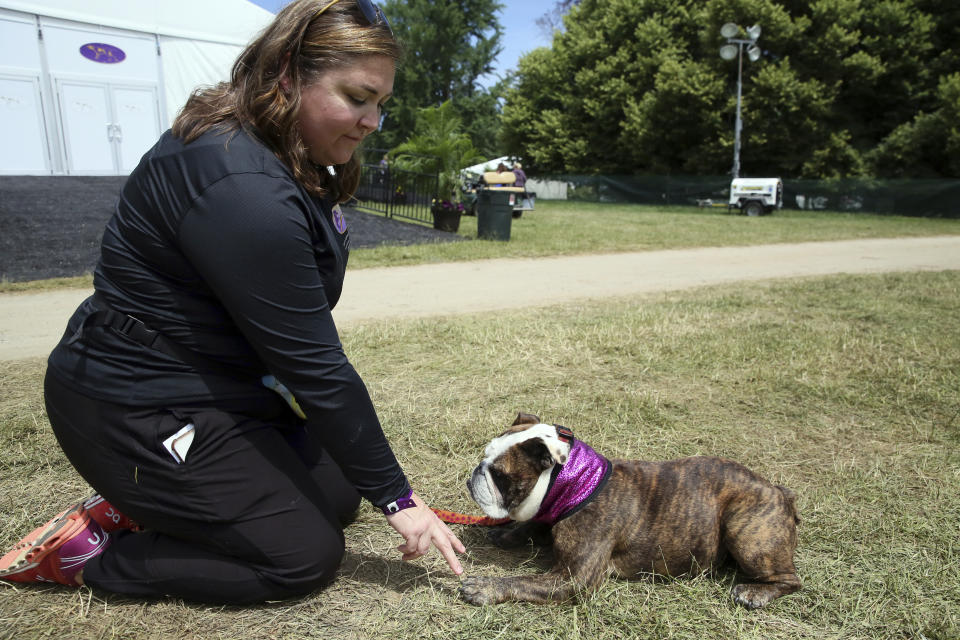 Stella, a bulldog, practices a conditioning exercise with owner Lisa Hayes after competing in the Westminster Kennel Club dog show's agility contest on Friday, June 11, 2021, in Tarrytown, New York. Because of pandemic precautions, the prestigious dog show is being held outside New York City for the first time. (AP Photo/Jennifer Peltz)