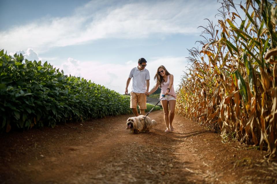 Try a Corn Maze