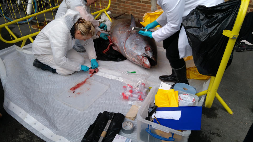 <em>Dissection – experts had to carry out a dissection of the huge fish using a kitchen knife and a saw</em>