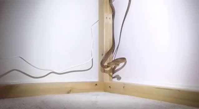 The snake slipped down under the bed. Source: Tony Harrison/ YouTube