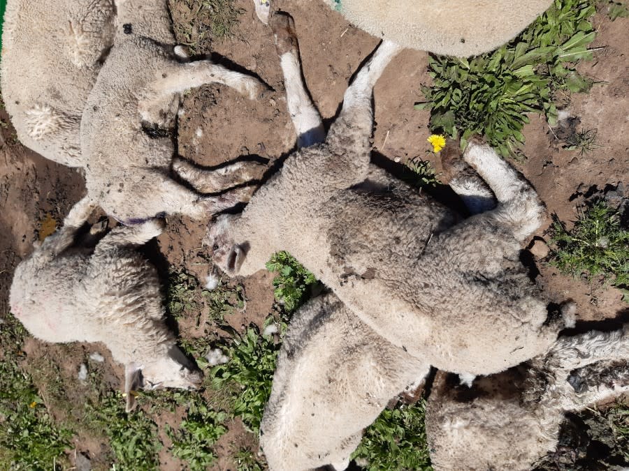 Police are investigating after the bodies of 18 dead lambs were found at a farm in Warsop. (Nottinghamshire Police)