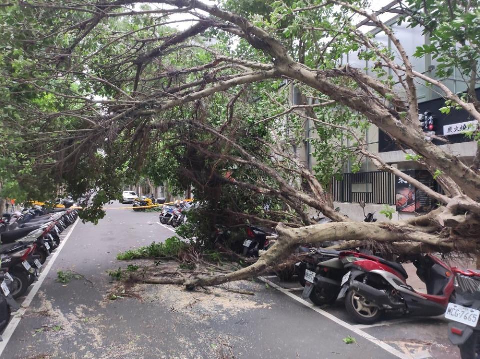 卡努風狂吹倒樹　壓垮電桿新北新店逾七百戶停電 279