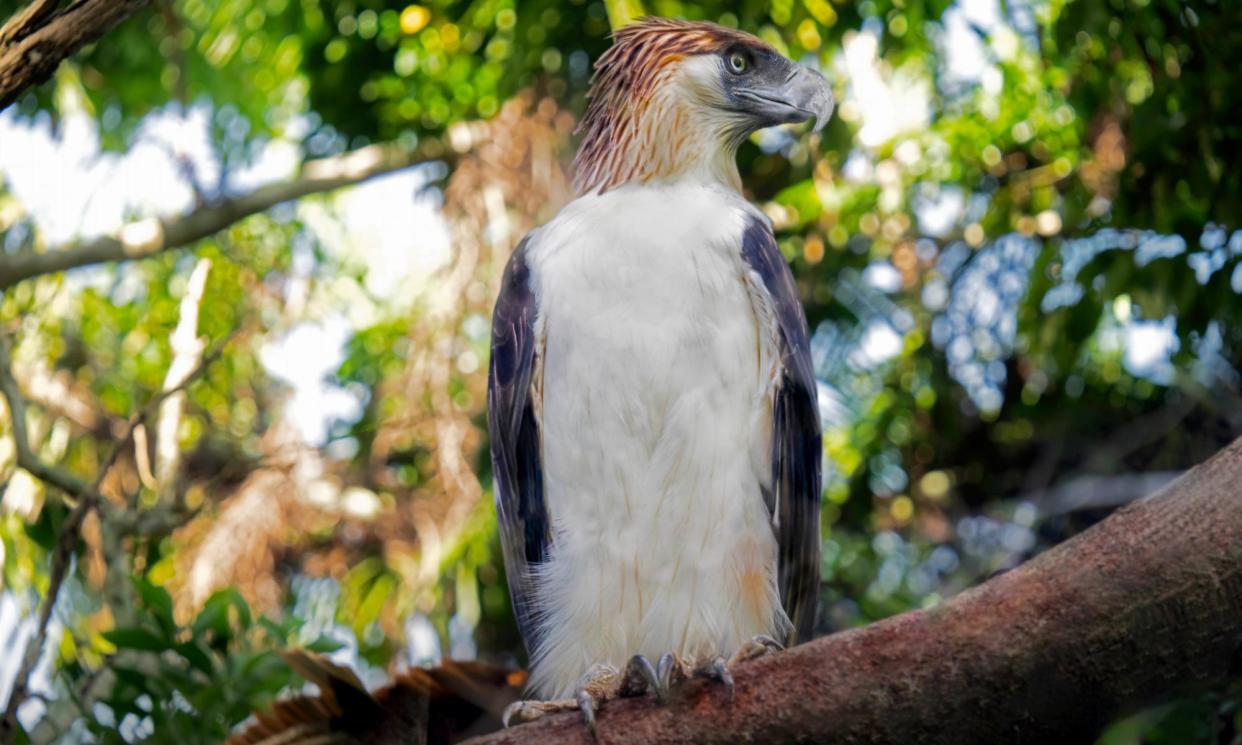 <span>There are fewer than 400 breeding pairs of Philippine eagles left, spread across three islands.</span><span>Photograph: Vincent Mundy</span>