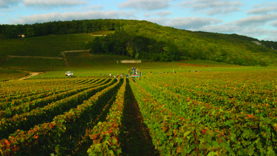 Winemakers were deemed essential workers and could keep tending to the vineyards.