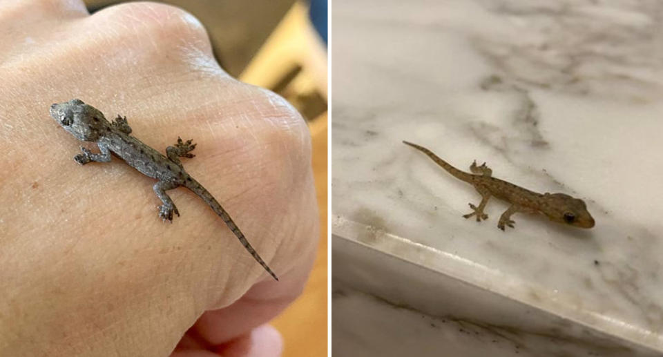 Right, The gecko can be seen on the back of the woman's hand, barely covering the length of two knuckles. Right, the gecko is on the woman's countertop. 