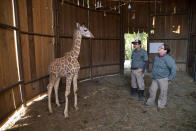 Fito, una jirafa de seis meses nacido en cautividad, junto a los trabajadores del zoo Misa Leiva, a la derecha, y Rodolfo González, en el Zoo de la Autora, en Ciudad de Guatemala, el martes 31 de marzo de 2020. (AP Foto/Moisés Castillo)