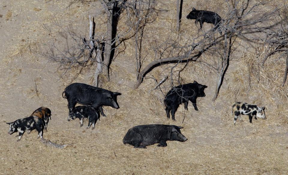 A group of feral pigs roaming in the grass near a ranch in Mertzon, Texas.