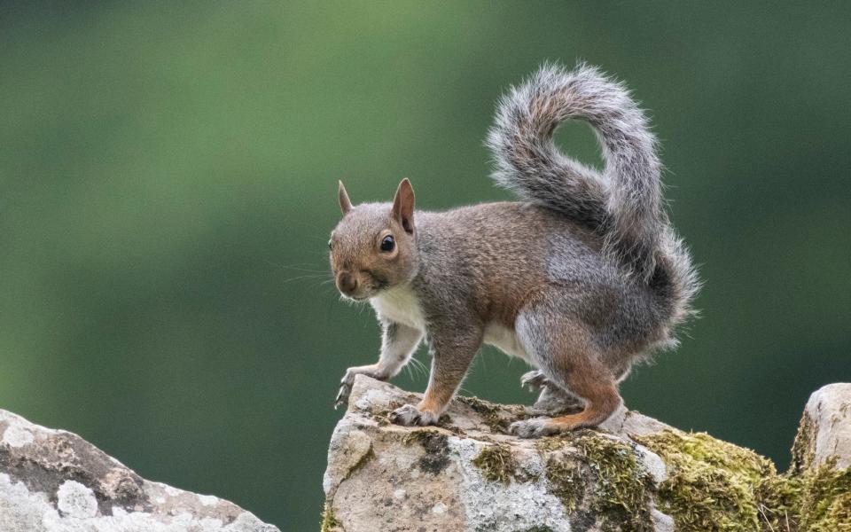 Grey squirrel