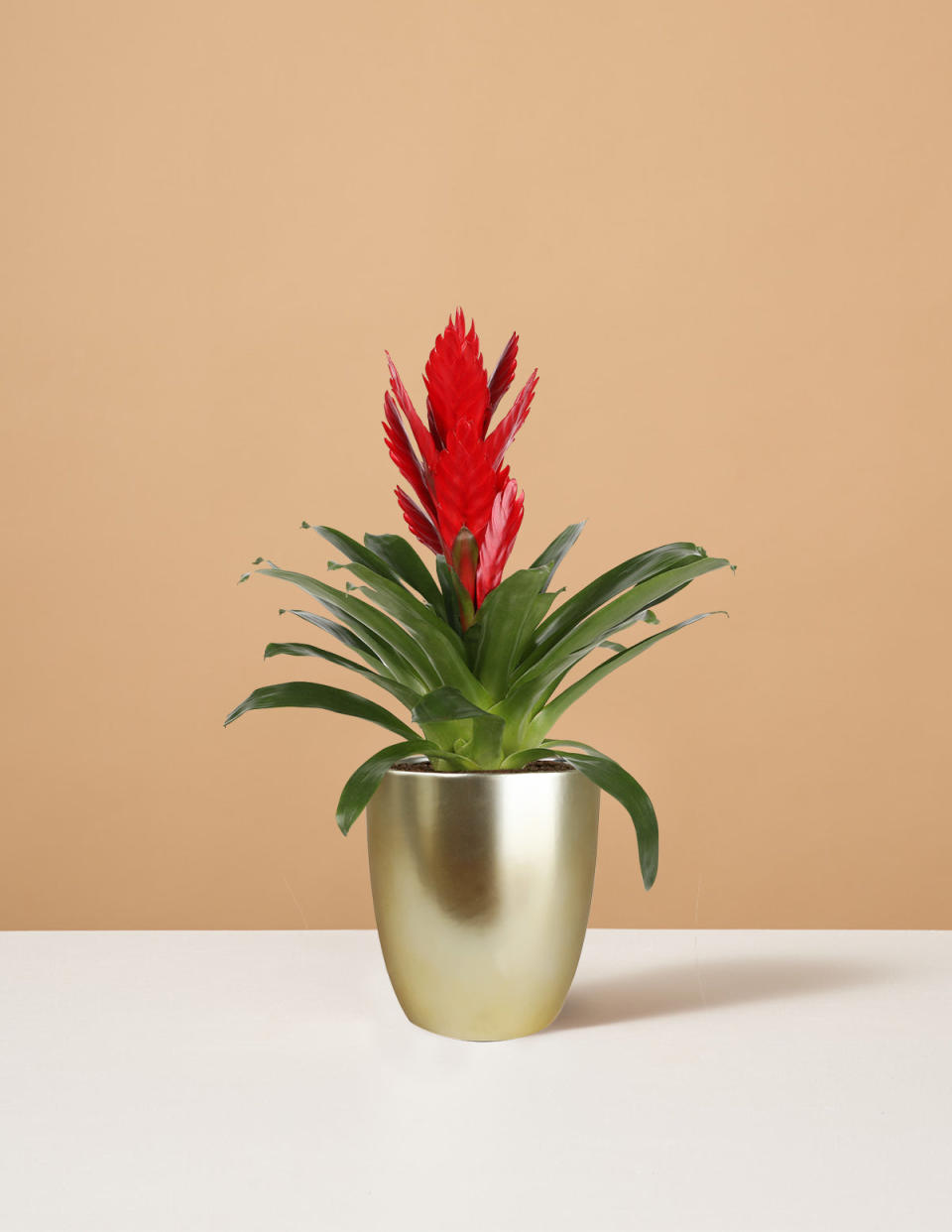 <p><a href="https://go.redirectingat.com?id=74968X1596630&url=https%3A%2F%2Fwww.thesill.com%2Fproducts%2Fbromeliad-vriesea-intenso-red&sref=https%3A%2F%2Fwww.veranda.com%2Foutdoor-garden%2Fg60812978%2Findoor-blooming-plants%2F" rel="nofollow noopener" target="_blank" data-ylk="slk:Shop Now;elm:context_link;itc:0;sec:content-canvas" class="link ">Shop Now</a></p><p>Bromeliad Vriesea </p><p>thesill.com</p><p>$78.00</p>