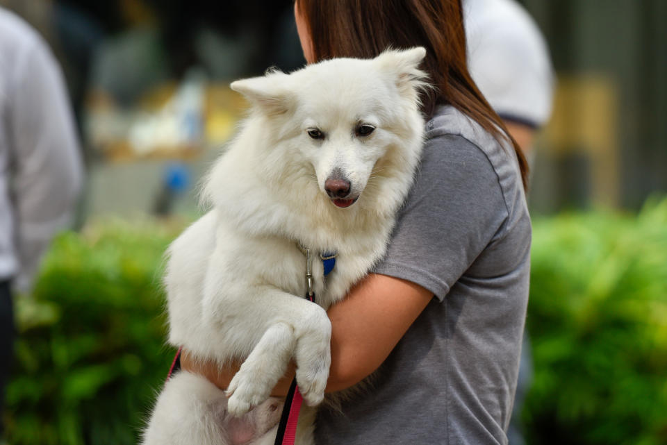 <p>Dogs at Howlloween at the Grand Copthorne Waterfront Hotel. (Photo: Bryan Huang/Yahoo Lifestyle Singapore)</p>