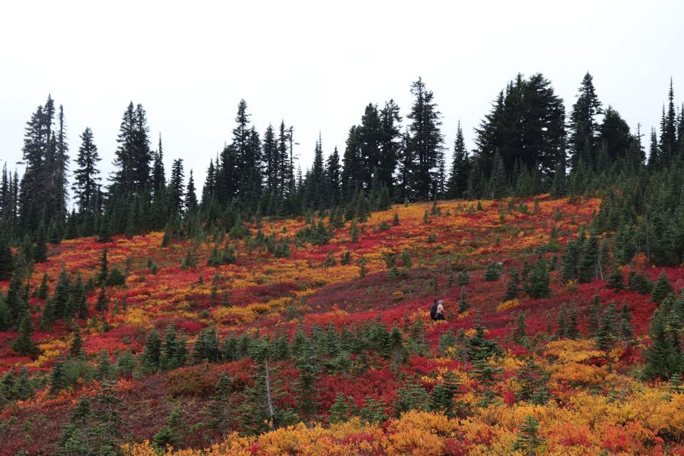 Rich autumn reds and golds blanket Paradise at Mount Rainier.