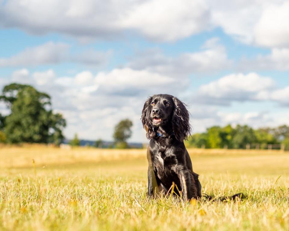 Photo credit: Yulia Titovets/The Kennel Club 