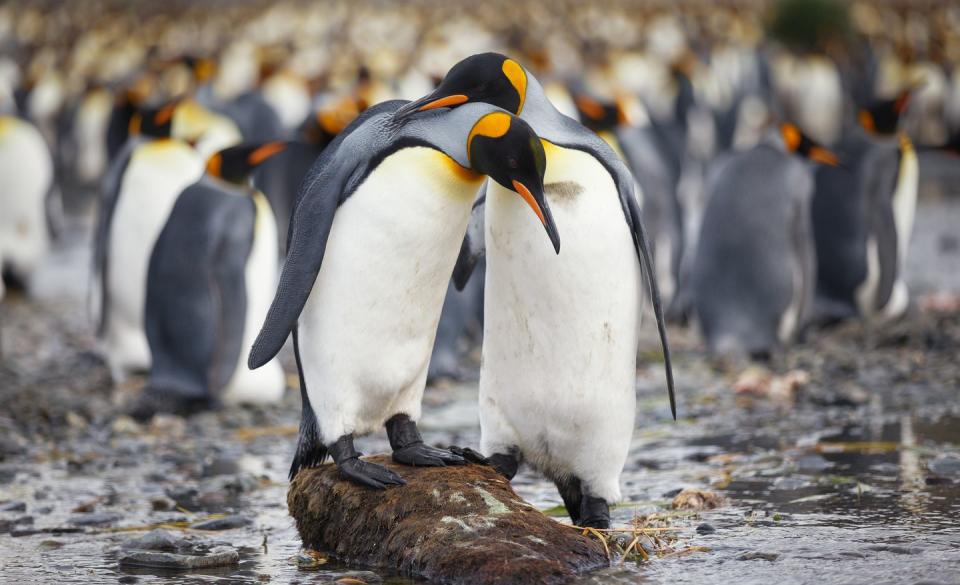 <p>King penguins are the star of this live stream over in Kansas. Not sure how to spend your lunch break? Well, now you do...</p><p><a class="link " href="https://www.kansascityzoo.org/ouranimals/list-of-animals/king-penguin/" rel="nofollow noopener" target="_blank" data-ylk="slk:WATCH NOW;elm:context_link;itc:0;sec:content-canvas">WATCH NOW</a> </p>