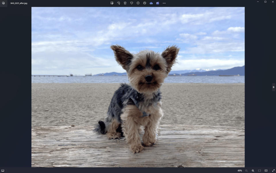 A photo of a dog with a beach in the background.