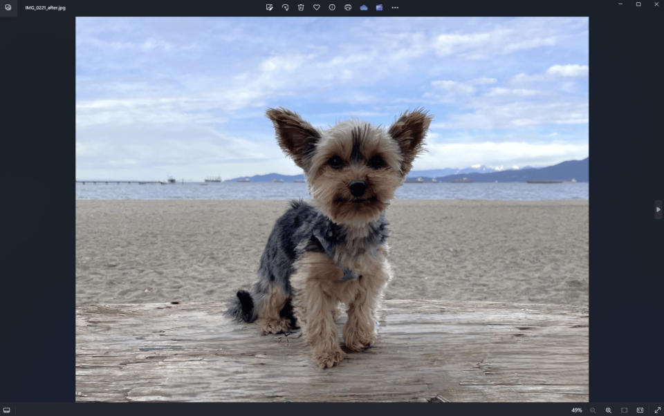 A photo of a dog on a beach background.