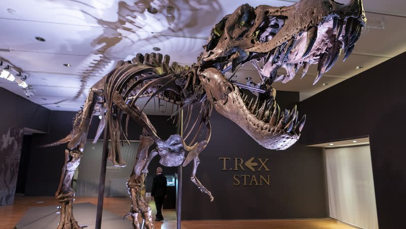 Stan, one of the largest and most complete Tyrannosaurus rex fossil discovered, is on display, Tuesday, Sept. 15, 2020, at Christie’s in New York. The teeth on T. rex and other big theropods were likely covered by scaly lips, concludes a study published Thursday, March 30, 2023, in the journal Science. The dinosaur’s teeth didn’t stick out when its mouth was closed, and even in a wide open bite, you might just see the tips, the scientists found.