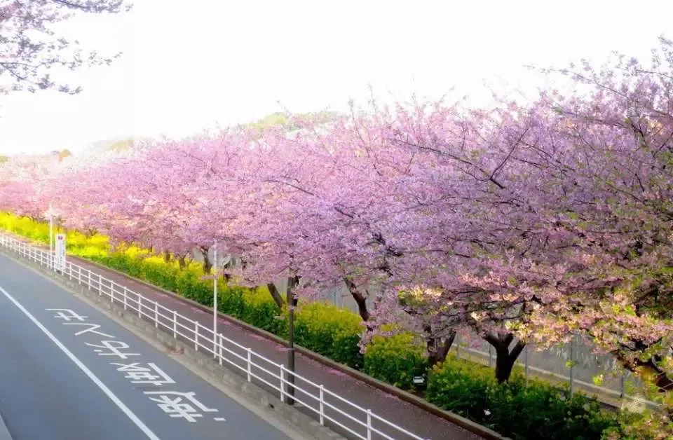 日本櫻花2023｜日本河津櫻6大賞花熱點！河津櫻花祭詳情＋一日遊推介＋睇埋油菜花花田